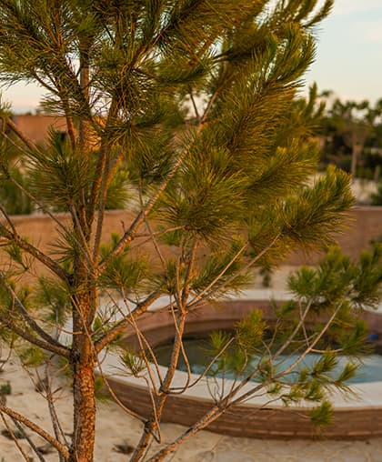 Dune Pool House